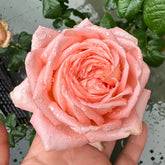 Peach Rose